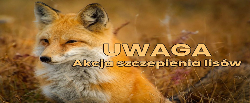 UWAGA: Akcja szczepienia lisów